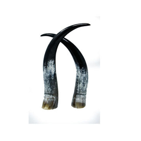 Ankole Horn 01 - Set